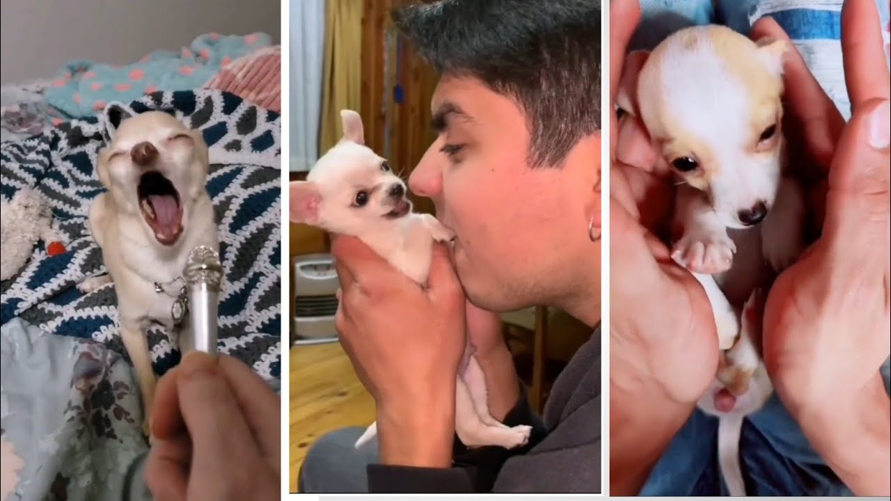 Chihuahua are dog breeds that are very suitable for friends। Cute and fanny dog। Fanny Chihuahua TV