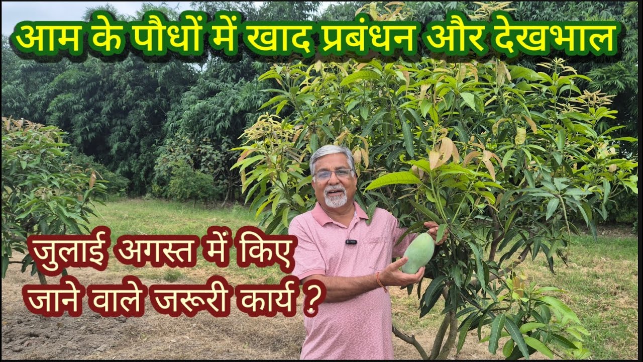 452. आम के बाग में जरूरी देखभाल और खाद प्रबंधन. Mango 🥭 Orchard care and fertilizer management.