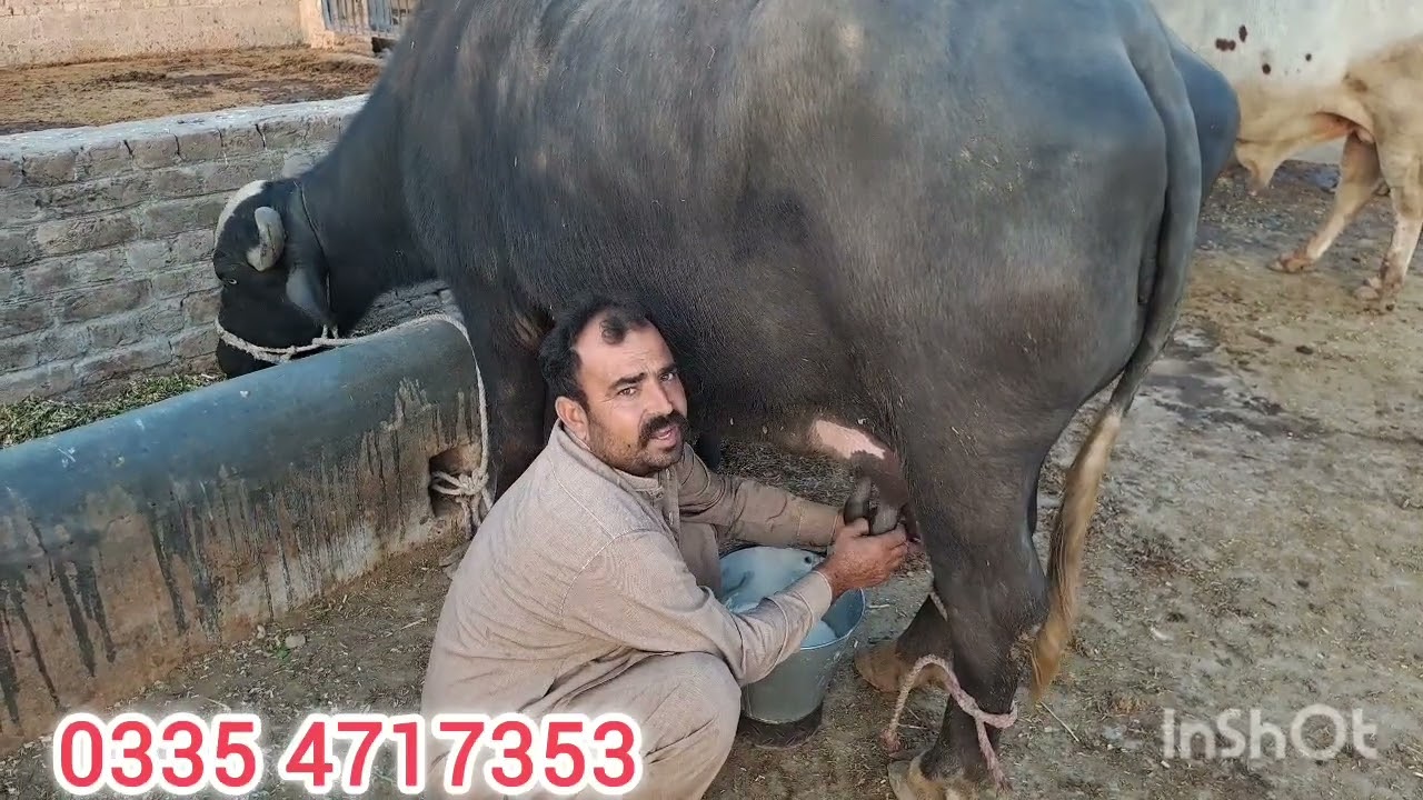 دوجھن جھوٹی کی چوائی چیک کریں 