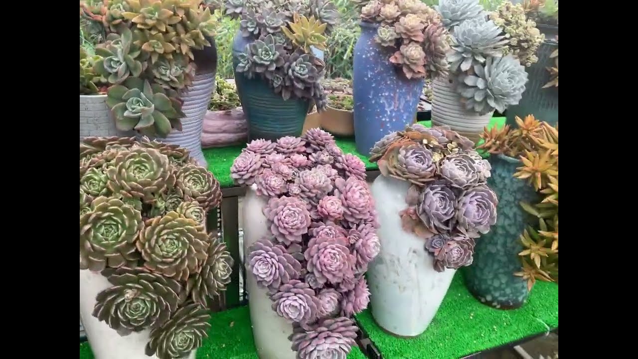 juju 多肉園 #succulent  #多肉植物 #超級春多肉 玉蝶 聖卡洛斯 拿鐵玫瑰 紫樂#多肉