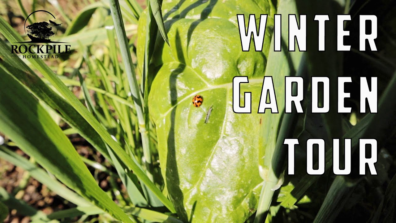 An Aussie homestead winter garden tour & tidy | Living off grid