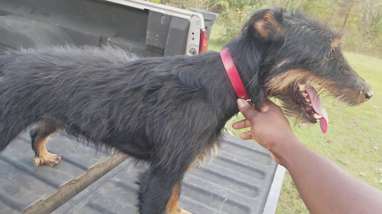 Jagdterrier Gamedog