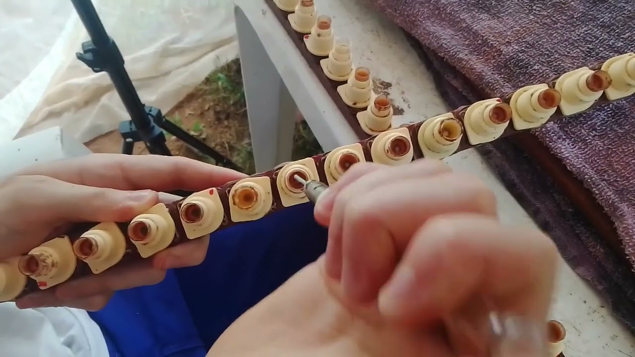 Produção de rainhas com geleia real e agulha Italiana