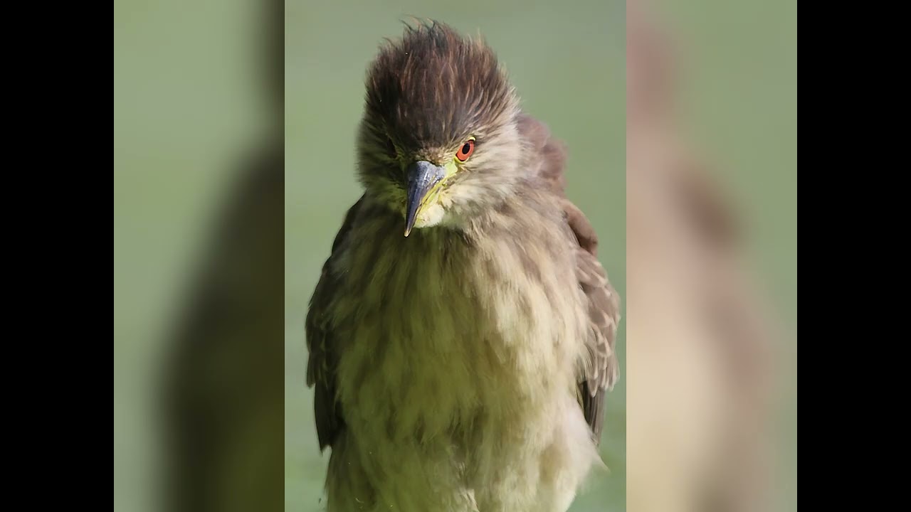 Black-Crowned Night Heron