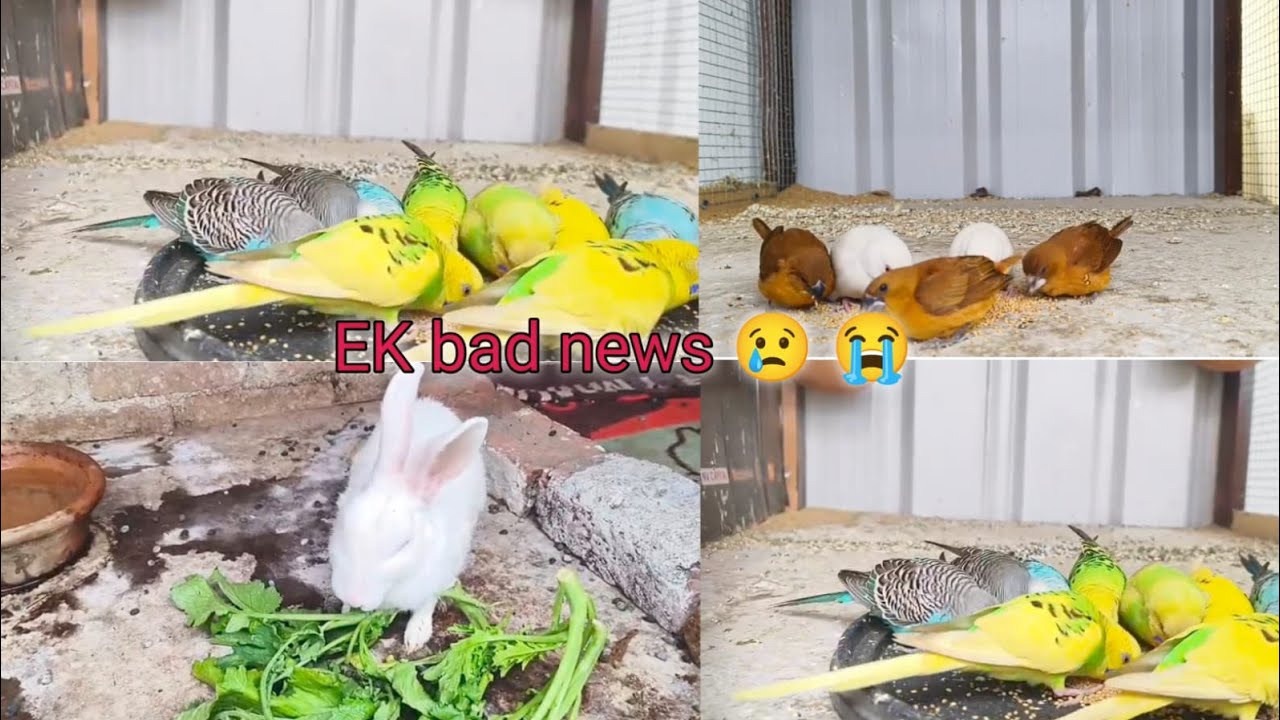 Ek bad news 😭 New vlog |Deepak pet House| |#trending |#viral #vlog |#viral trending vlog 