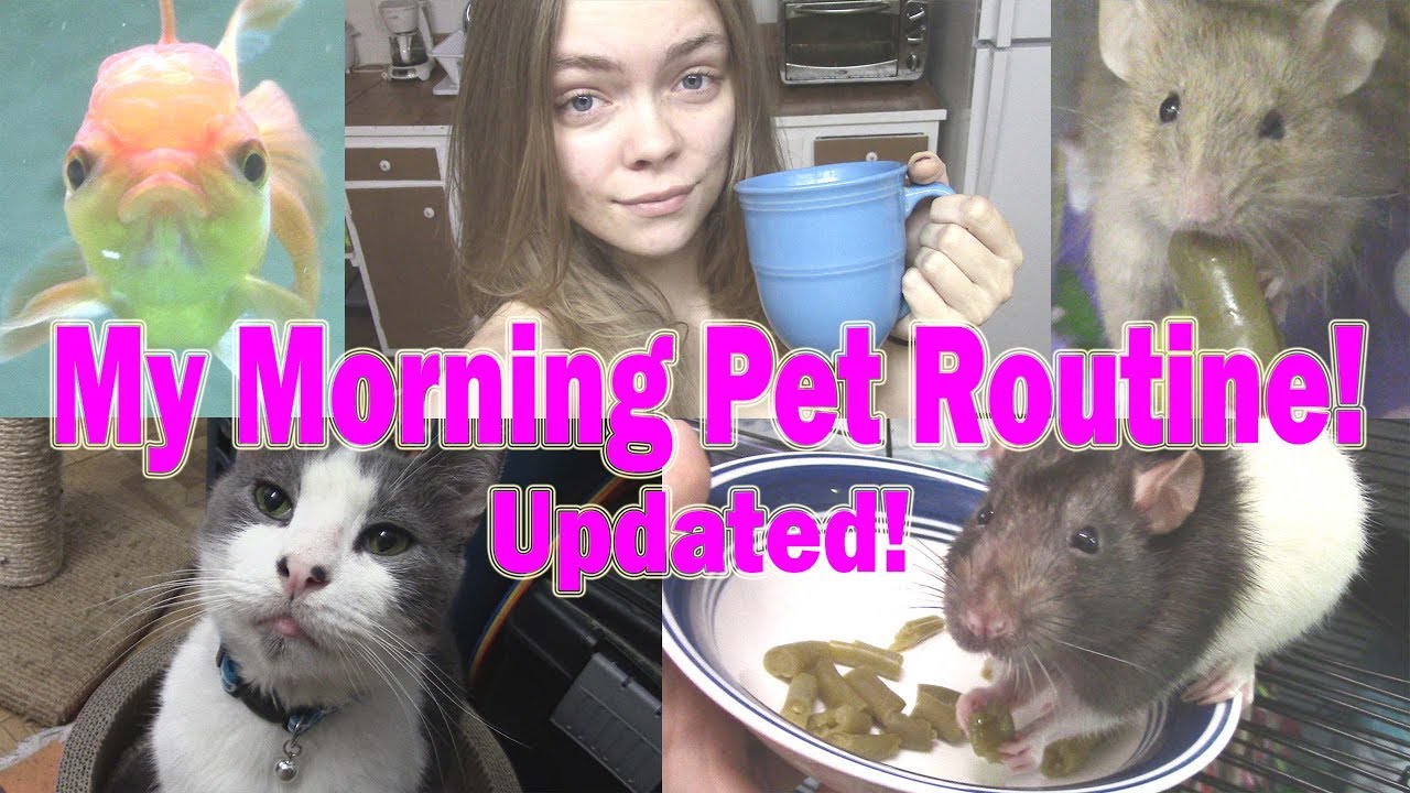 MY MORNING PET ROUTINE UPDATED!!  -Pet Adventures