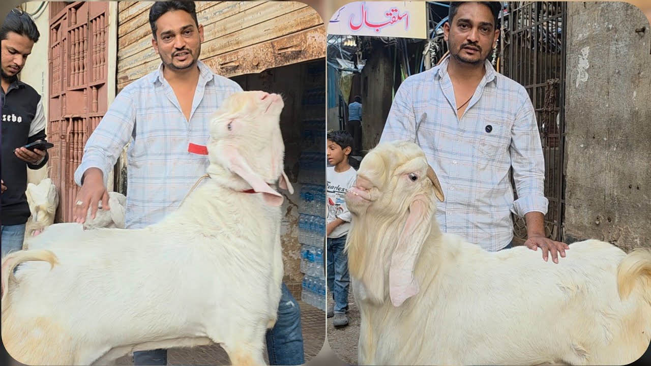 Har White Bakra Patira Nahi Hota | Patira Ka Mela Again In Bhiwandi City | Danish Bhai U&M Goat Farm
