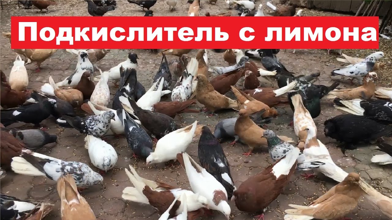 Лимонный сок, в качестве подкислителя воды для голубей