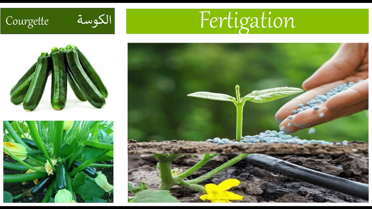 Courgette (4/7) : la Fertigation (Fertilisation et Irrigation )