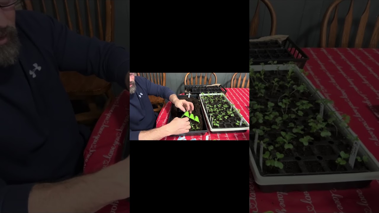 DONT THIN YOUR SEEDLINGS!! Do this instead