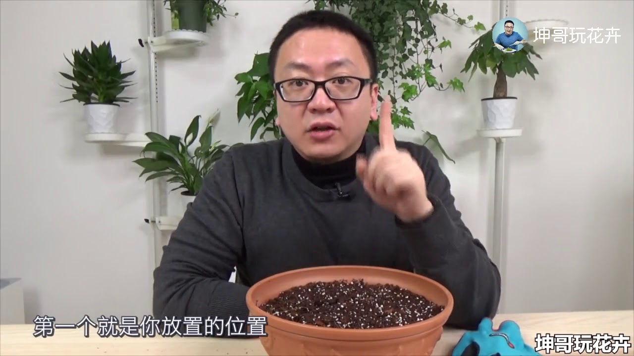 5颗风信子聚在一起，想想都乐 【坤哥玩花卉】