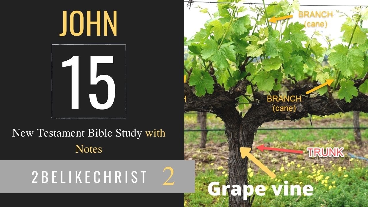 JOHN 15 - Bible Study with FREE NOTES - 2BeLikeChrist