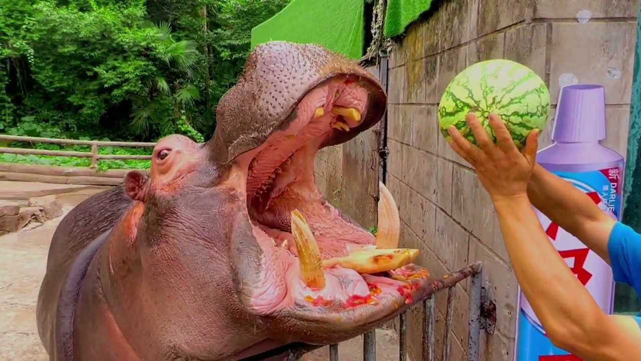 h&agrave; m&atilde; ăn dưa hấu cute#shorts #subscribe #funny #amazing