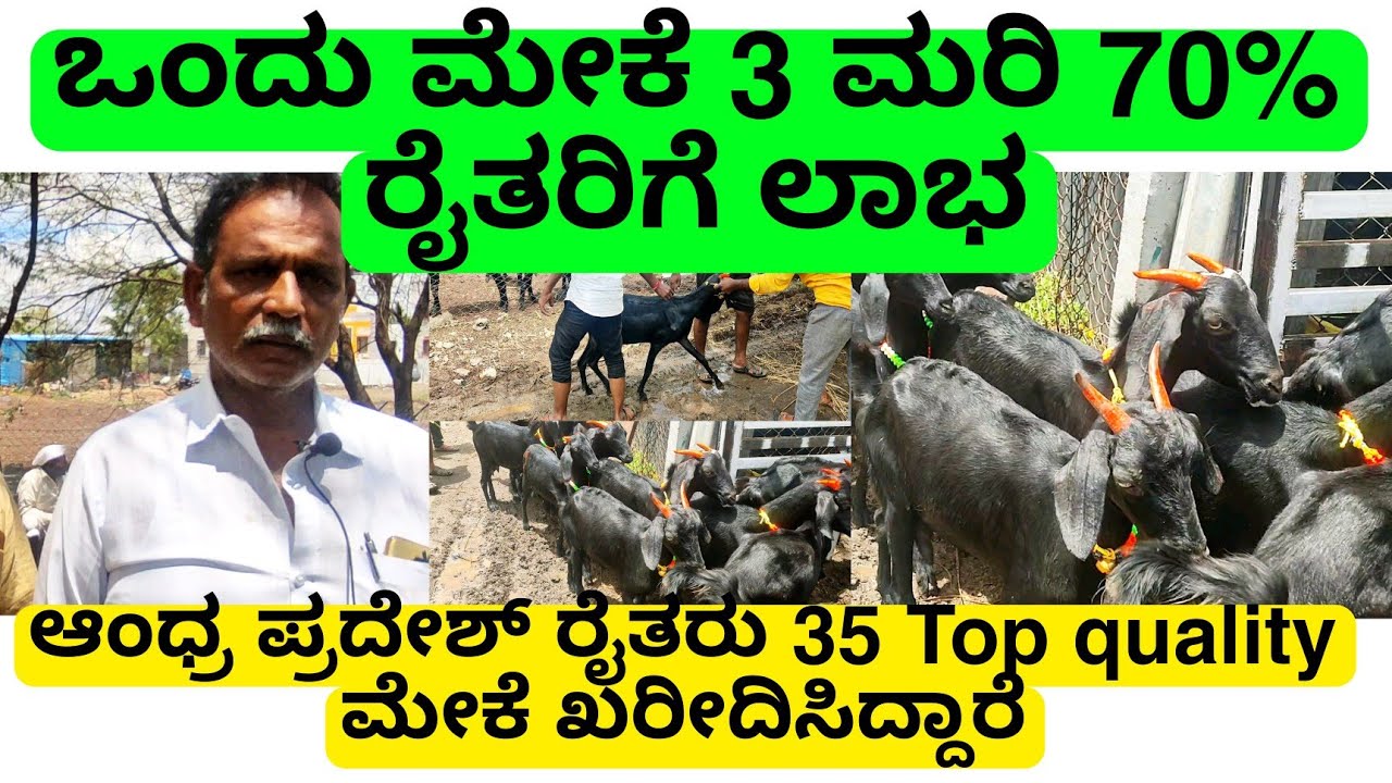 ಒಂದು ಮೇಕೆ 3 ಮರಿ 70% ರೈತರಿಗೆ ಲಾಭ 35 Top quality usmanibad goat ಖರೀದಿಸಿದ್ದಾರೆ | By back offer ಇದೆ