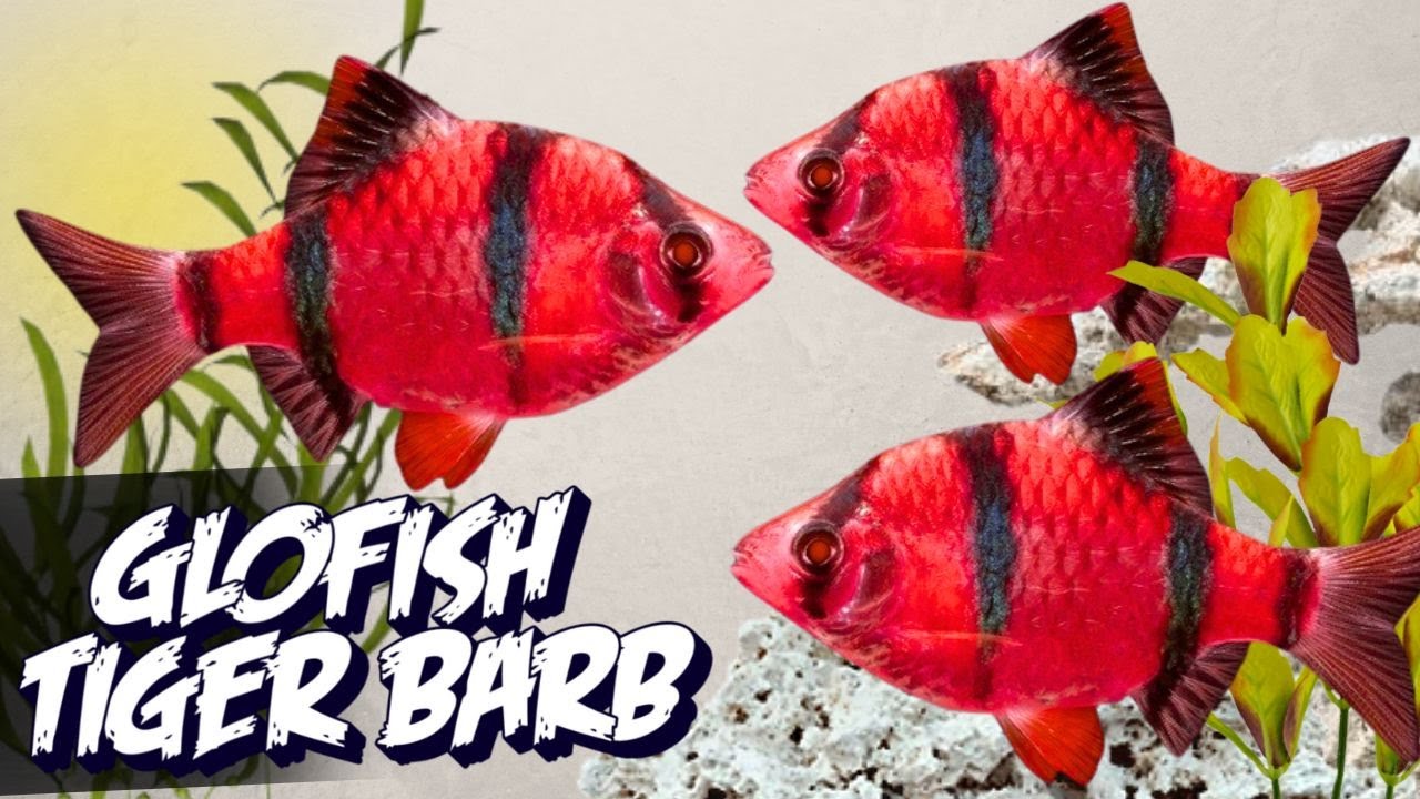 GloFish Starfire Red Tiger Barb &ndash; Bright and Active Aquarium Fish #aquarium