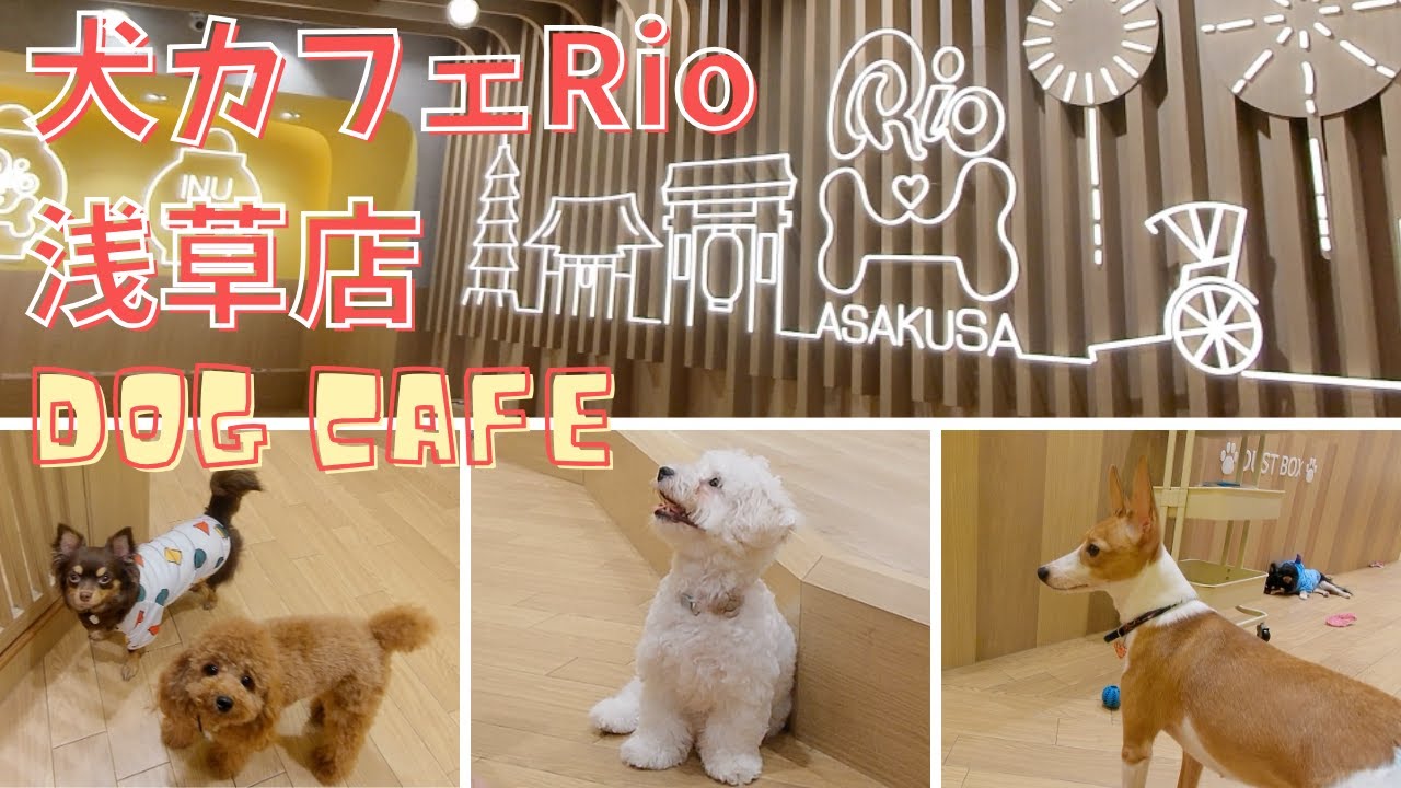 いぬカフェRio 浅草店行くなら〇〇〇は必須アイテム