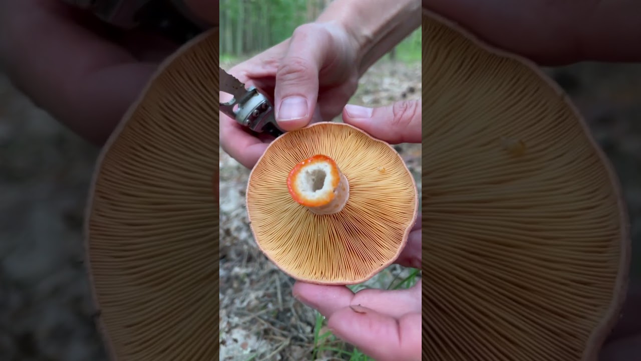 Mleczaj rydz (Lactarius deliciosus) #shorts