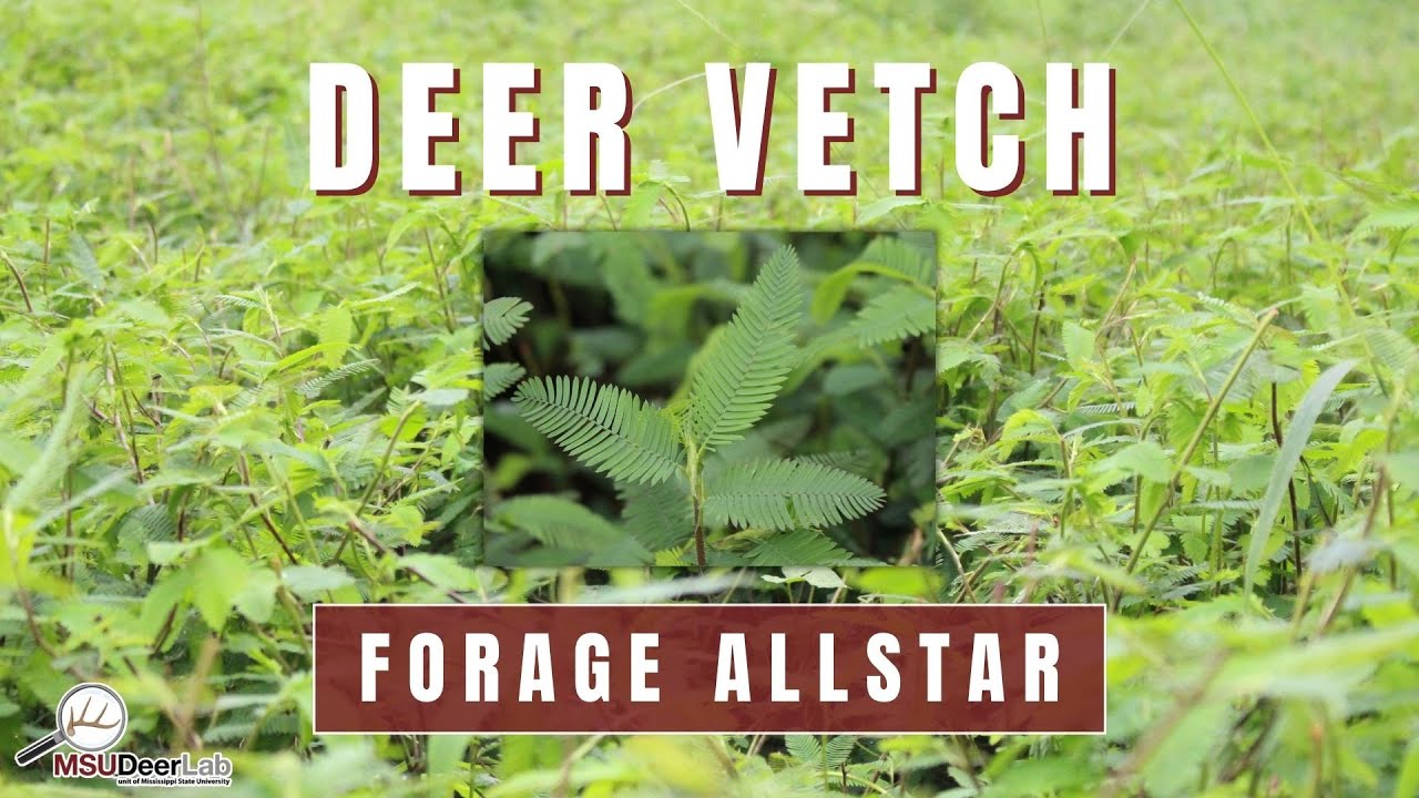 Deer Vetch for Your Warm Season Food Plots