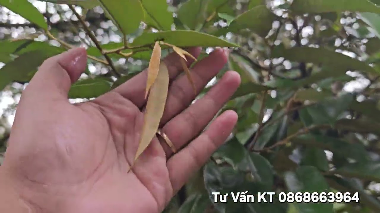 Tạo Mầm Đi Đọt Xử Lý Sao?