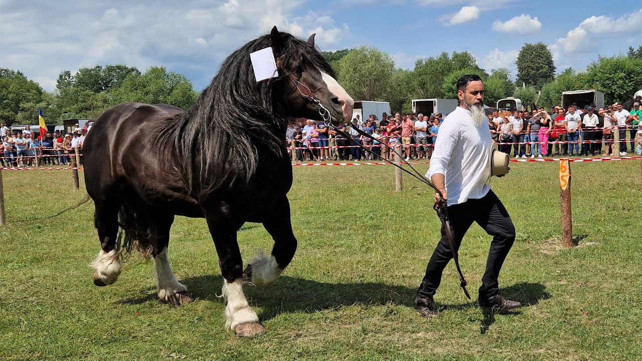 Parada cailor de la Satu Mare -Bucovina 23 Iulie 2023 NOU!!!