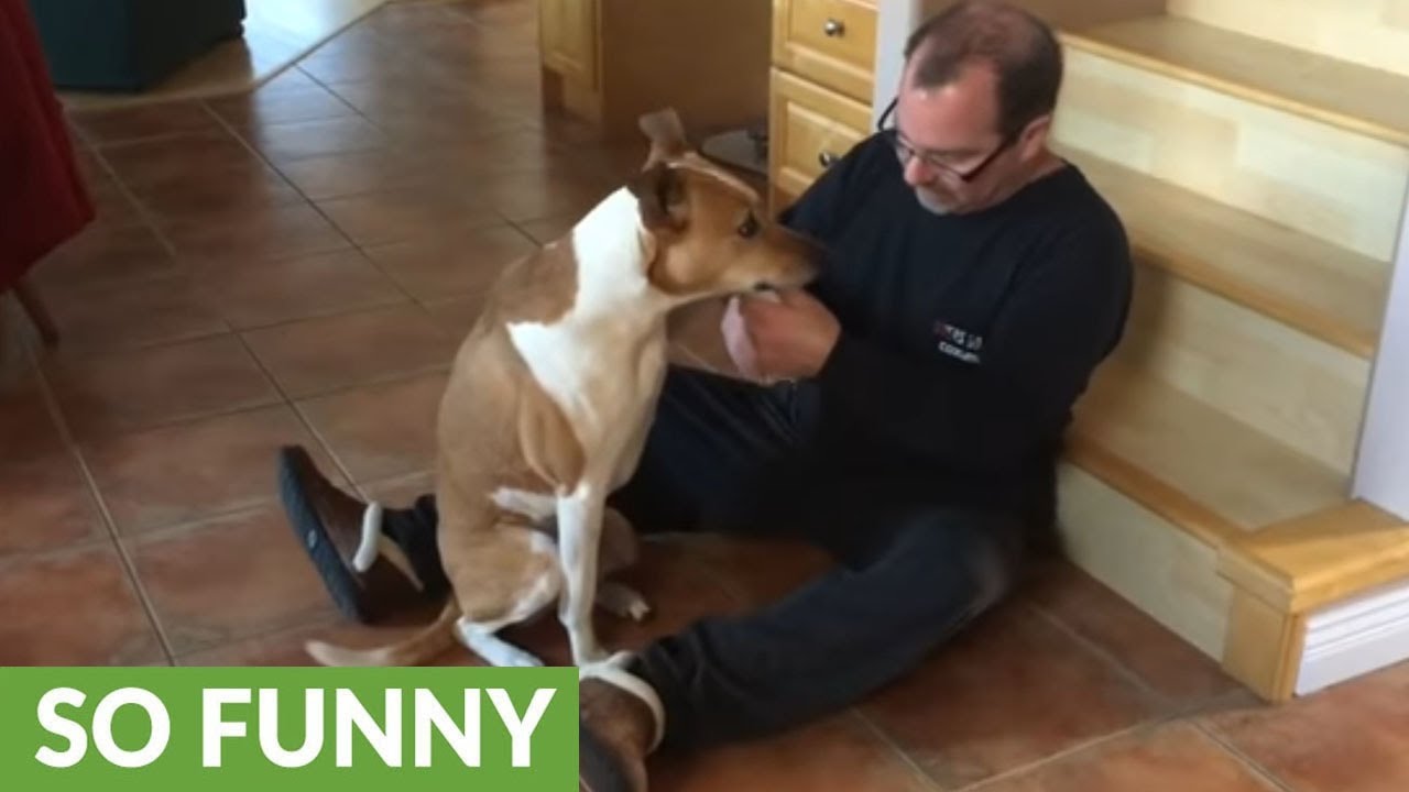 Basenji's facial expressions will melt your heart