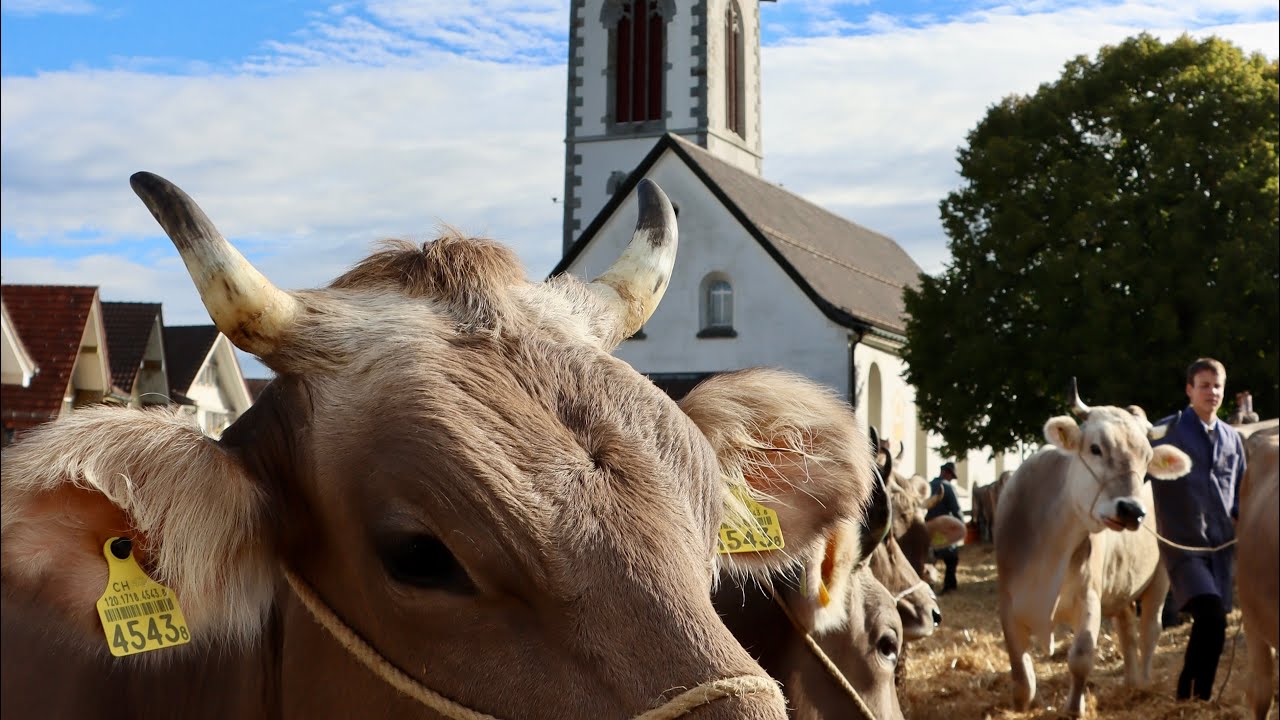 Auffuhr Viehschau Hundwil 2025