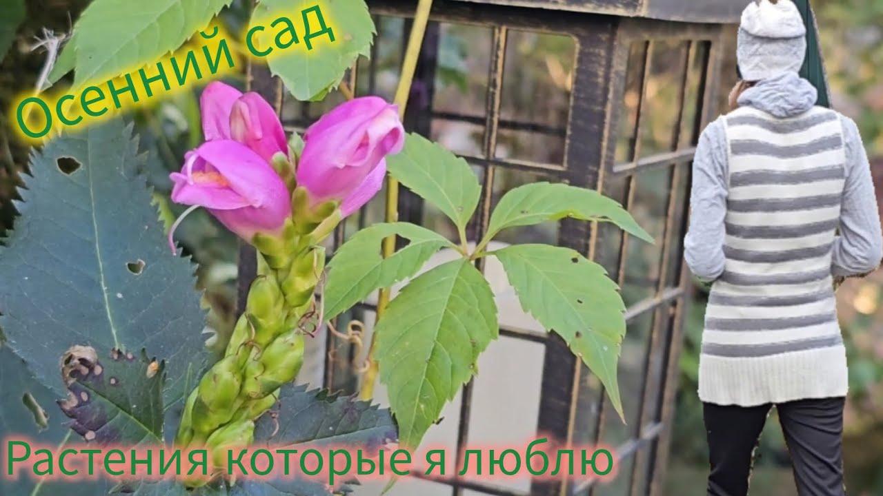 Осенний сад 🍁 Растения порадовали и не очень 🍂 Обзор