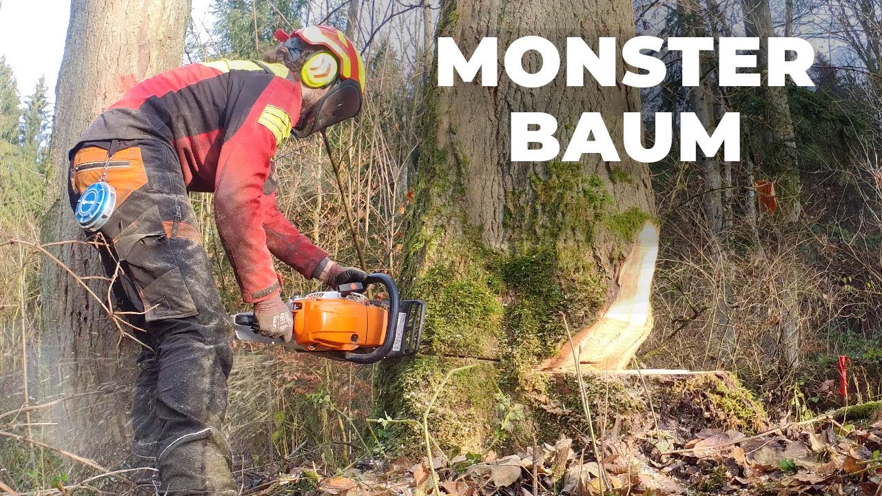 10 Kubik Eschen schnalzen nicht mit Stihl MS 500i + Petzlog FK 60 Forstkeil + Tajfun Seilwinde
