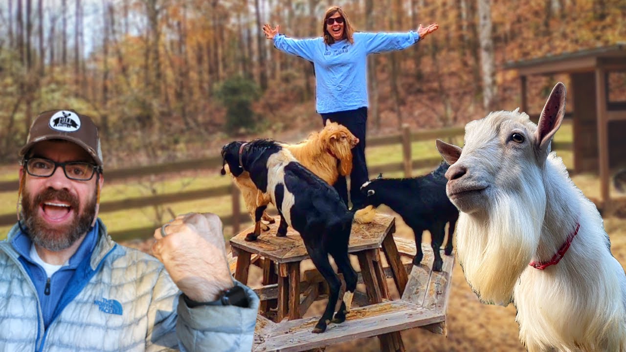 The GOATS Just Got A BIG Surprise!! (Craigslist Find)