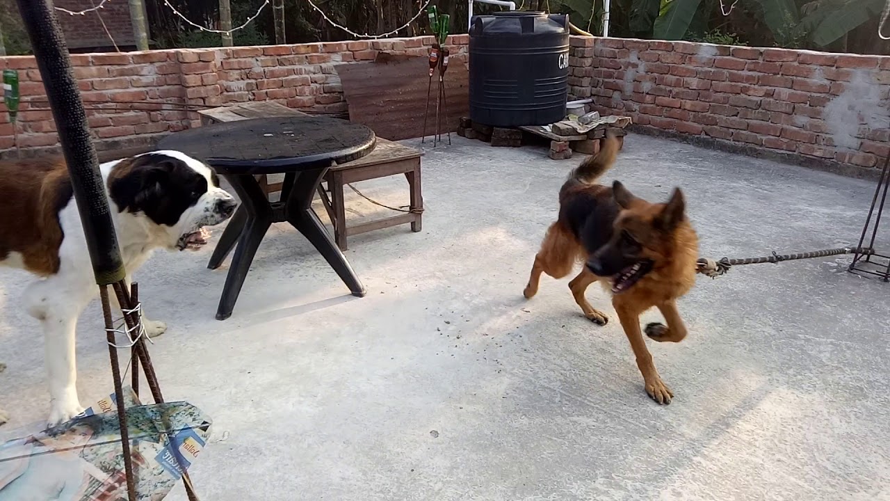 Giant saint bernard vs massive gsd fight