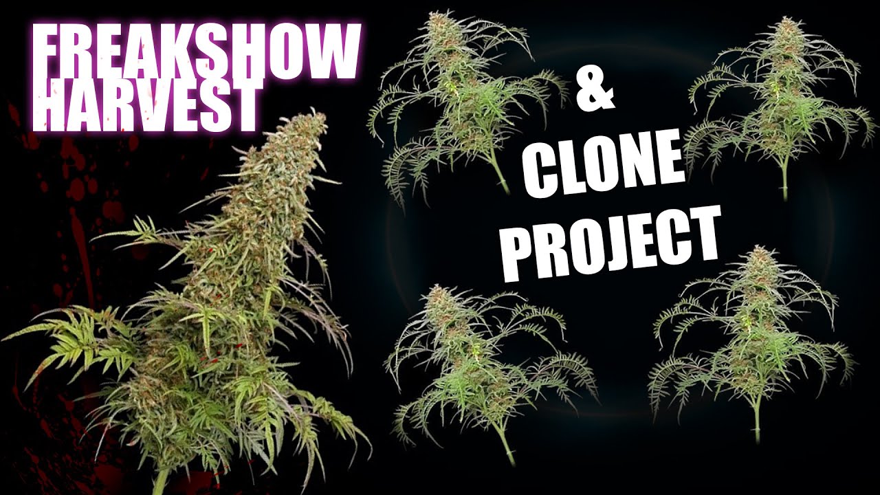 FREAKSHOW HARVEST & CLONE BREEDING PROJECT - GROWGARAGE
