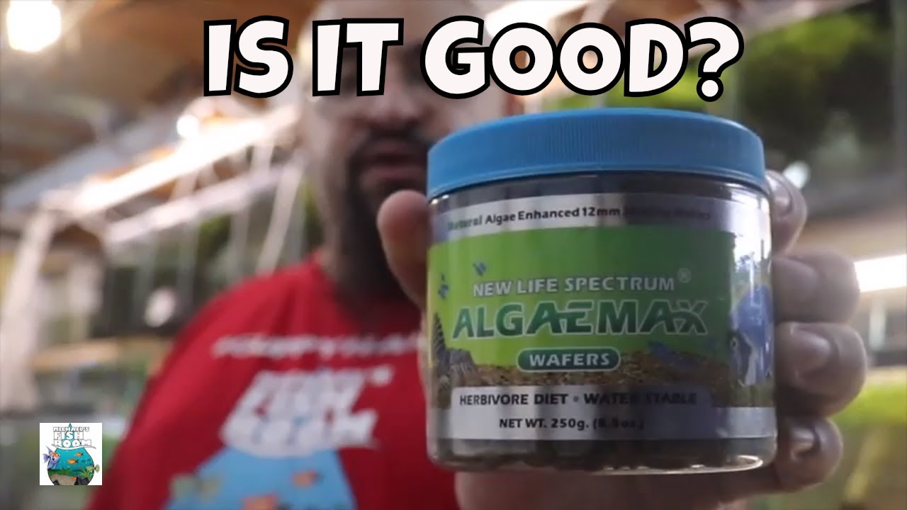 New Life Spectrum Algaemax! WILL THEY EAT IT?