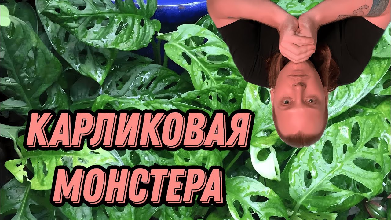 Монстера обликва .Уход, размножение, пересадка, нюансы.