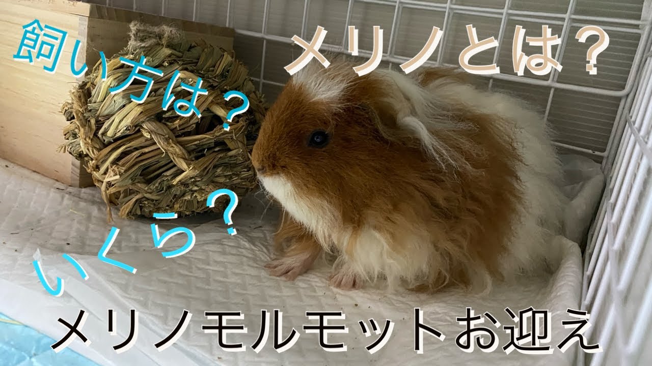 【もるもっと17】メリノモルモットをお迎え！飼い方かたは？特徴は？価格は？詳しく説明します！