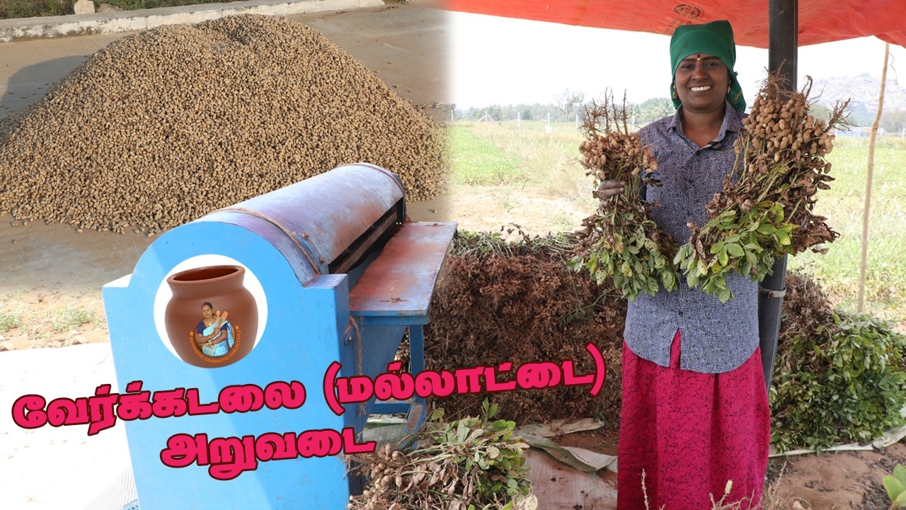 வேர்க்கடலை (மல்லாட்டை) அறுவடை | Peanut Harvesting | #farming #Peanut #harvest