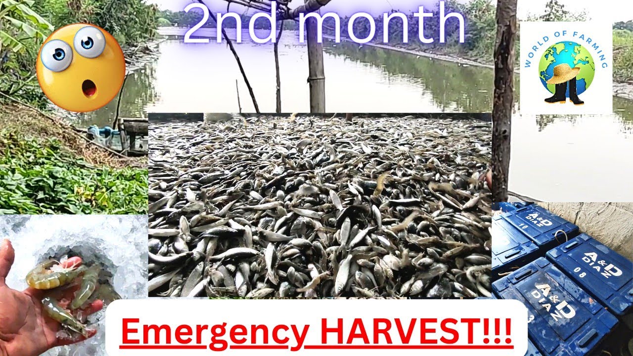 PLAISDAAN Harvest ng Alimango, bangus at hipon | pera na baka maging bato pa 😏