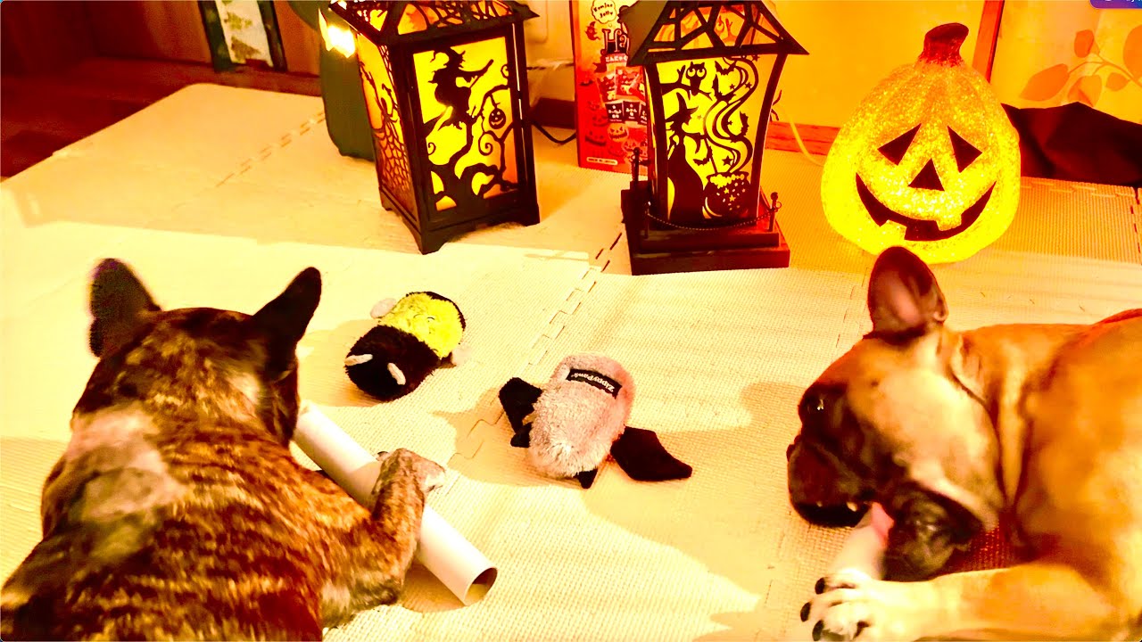 French Bulldogs Ready for Halloween! Scary Chewing Sounds, Lots of Growling! October 27, 2025