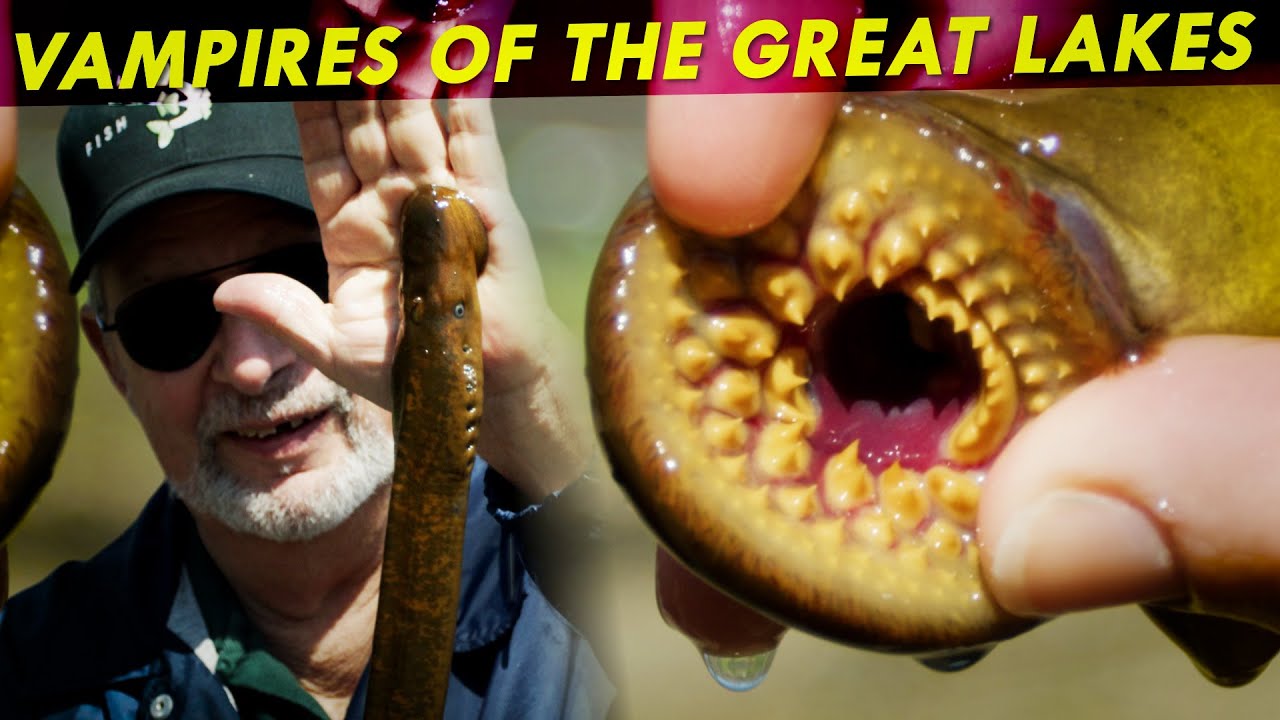 Vampires of the Great Lakes | Great Lakes Now