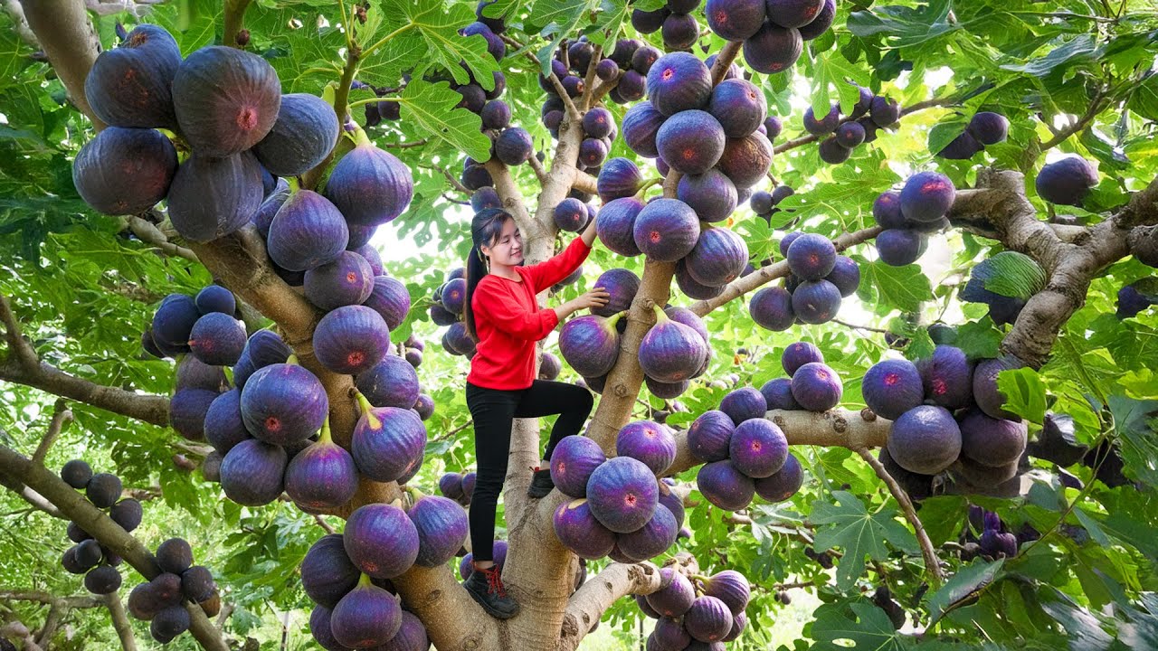 Full Video — Harvesting Purple Figs 💜 From Big Tree | Village Girl Picks Sweet Fruits