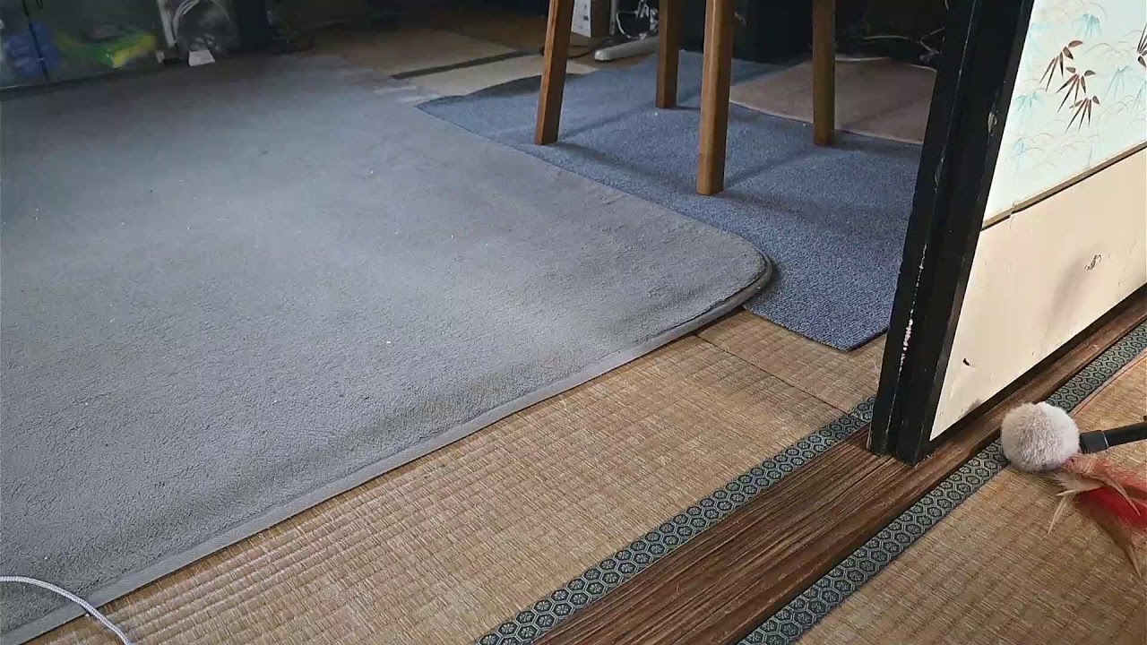 26/1/28 小太郎の眼について