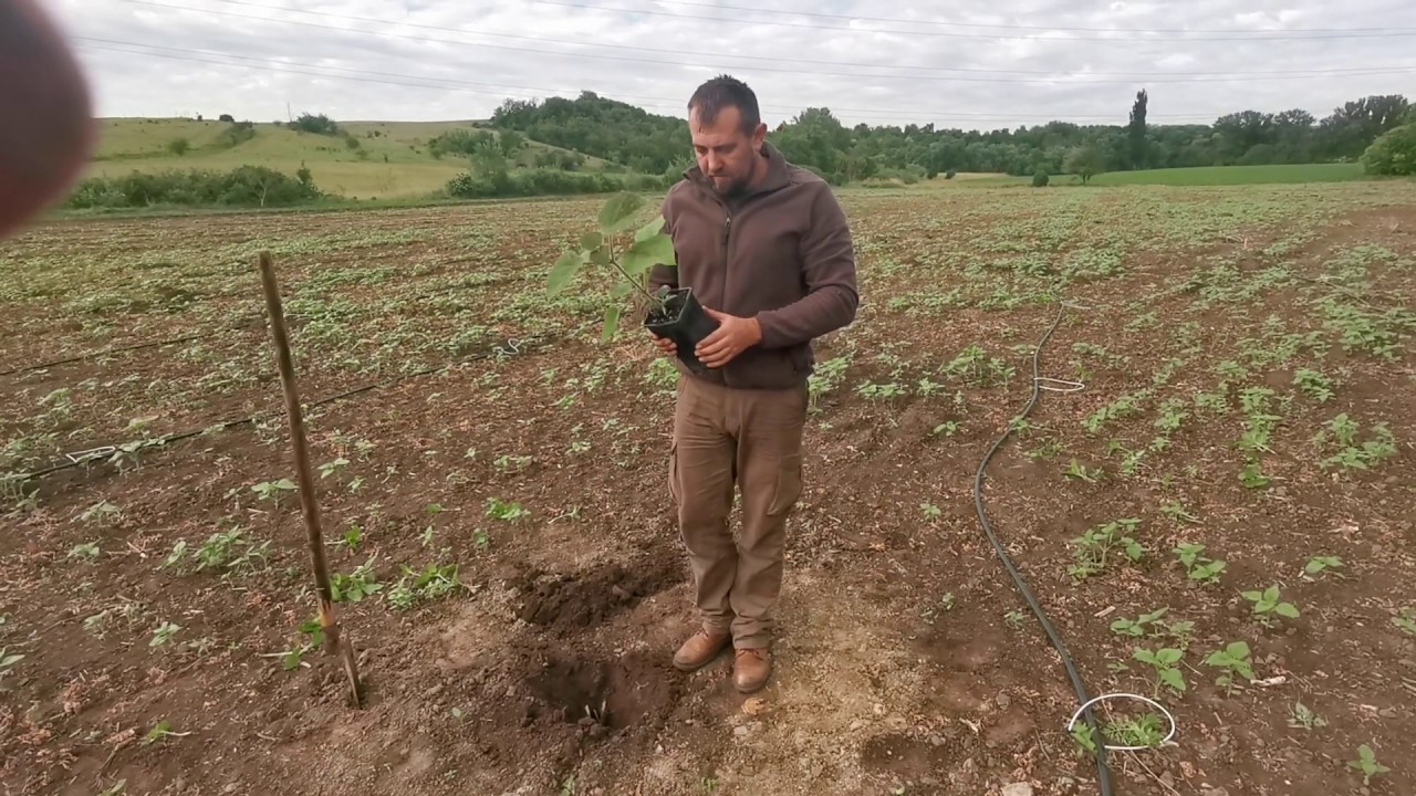 Ipari Császárfa palánta kiültetése, előkészített ültetőgödörbe