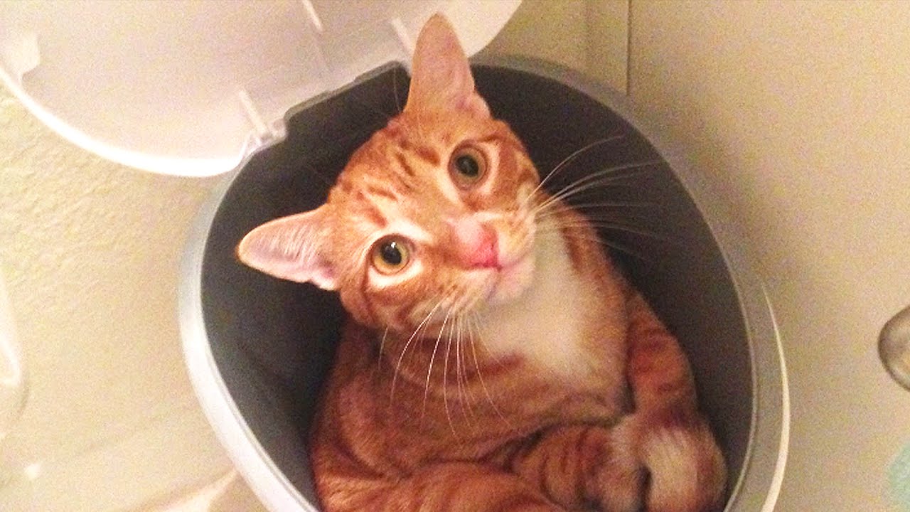 CAT LOGIC 2 - Cole and Marmalade