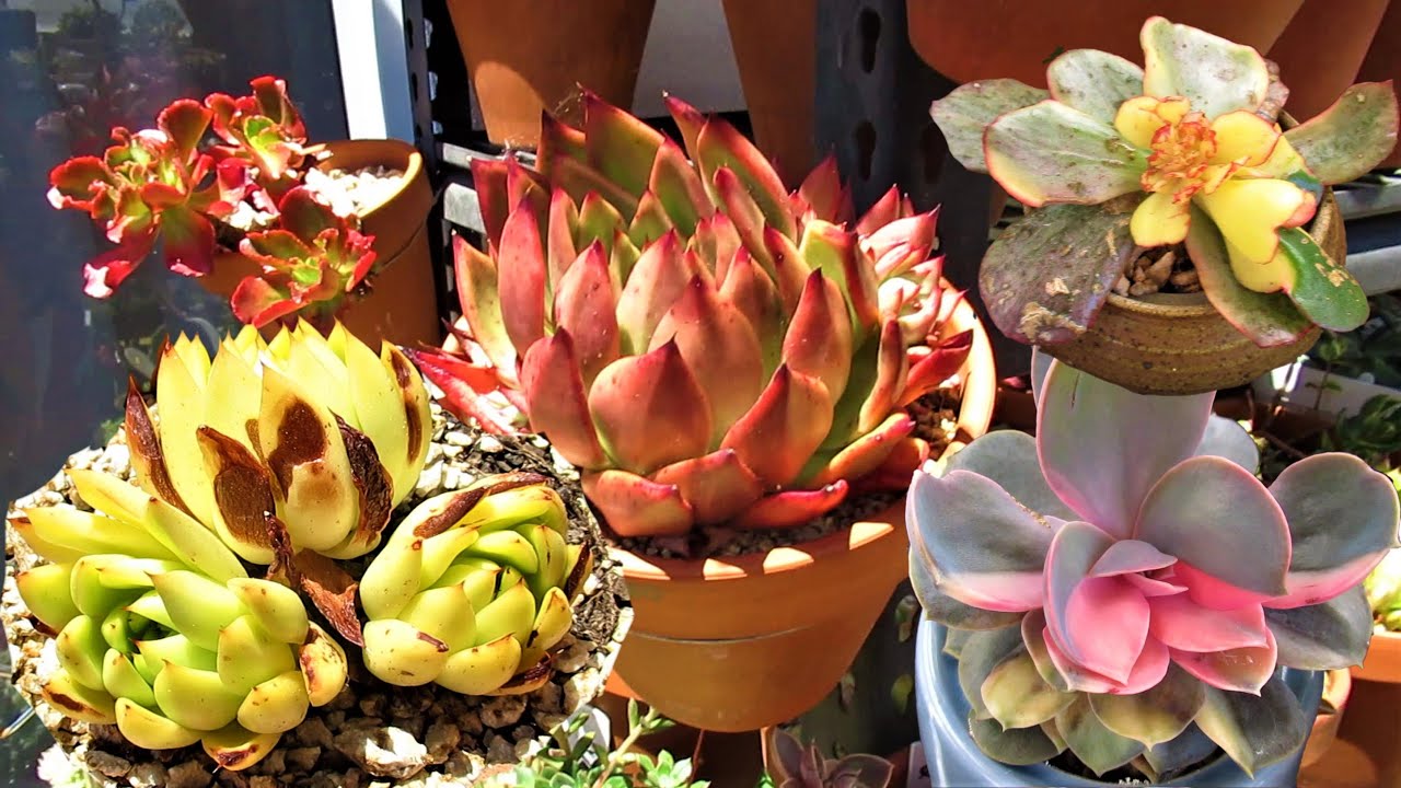 Succulents and Heat Wave | VLOG #54 Succulents & Coffee w/ Liz