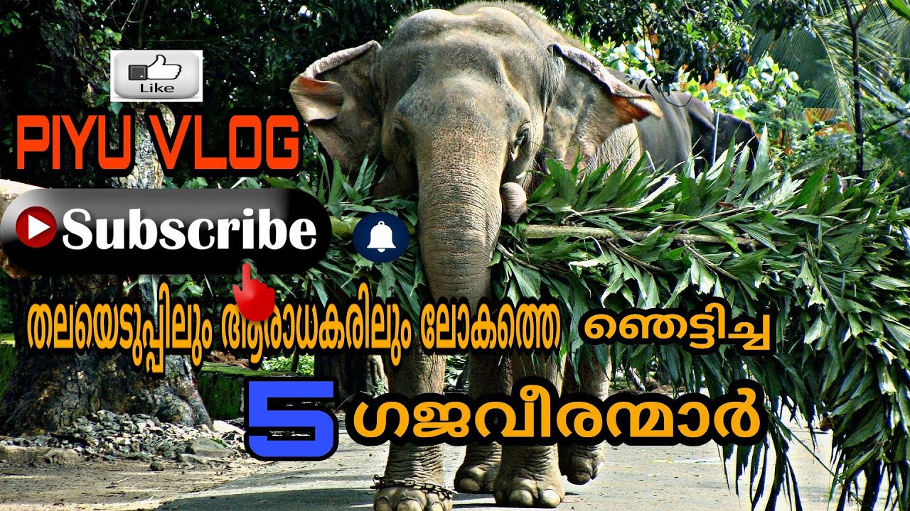 TOP 5 ELEPHANTS IN KERALA | 2018-2019|KERALA ELEPHANT FANS |Famous elephants