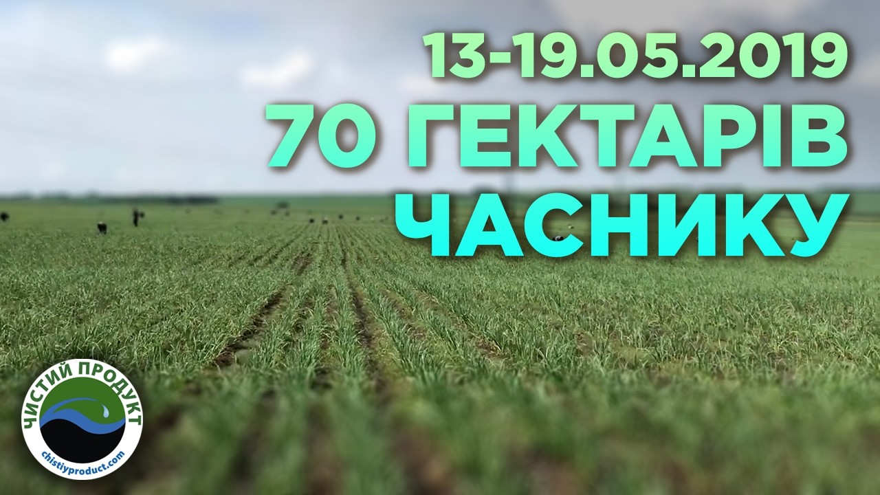 АРХІВ. Як виглядають 70 гектарів часнику? Огляд поля у травні