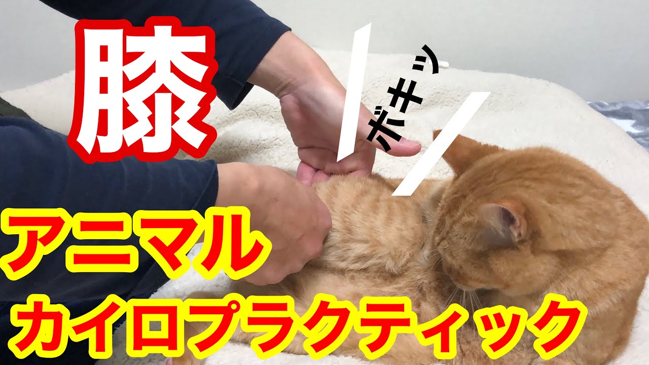 【動物整体】動物MAKカイロプラクティックで膝の矯正やってみたら・・