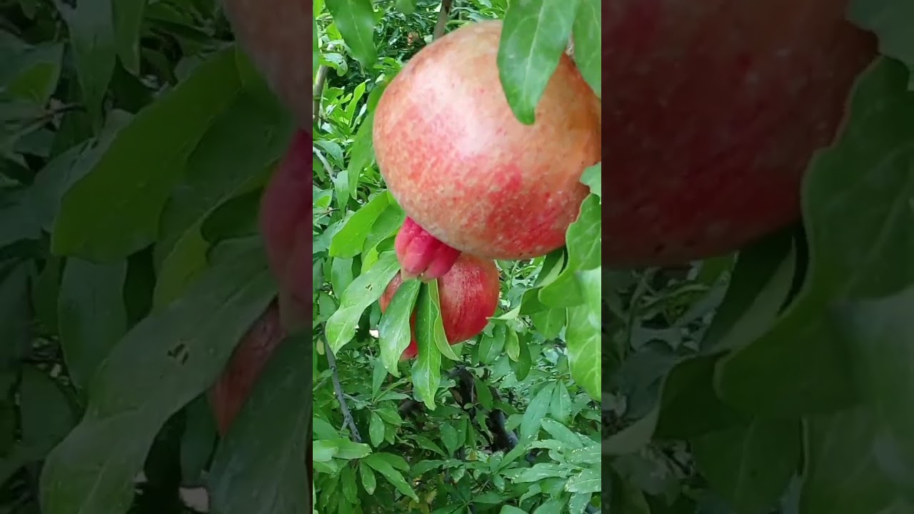 زیبایی های طبیعی روستای منج