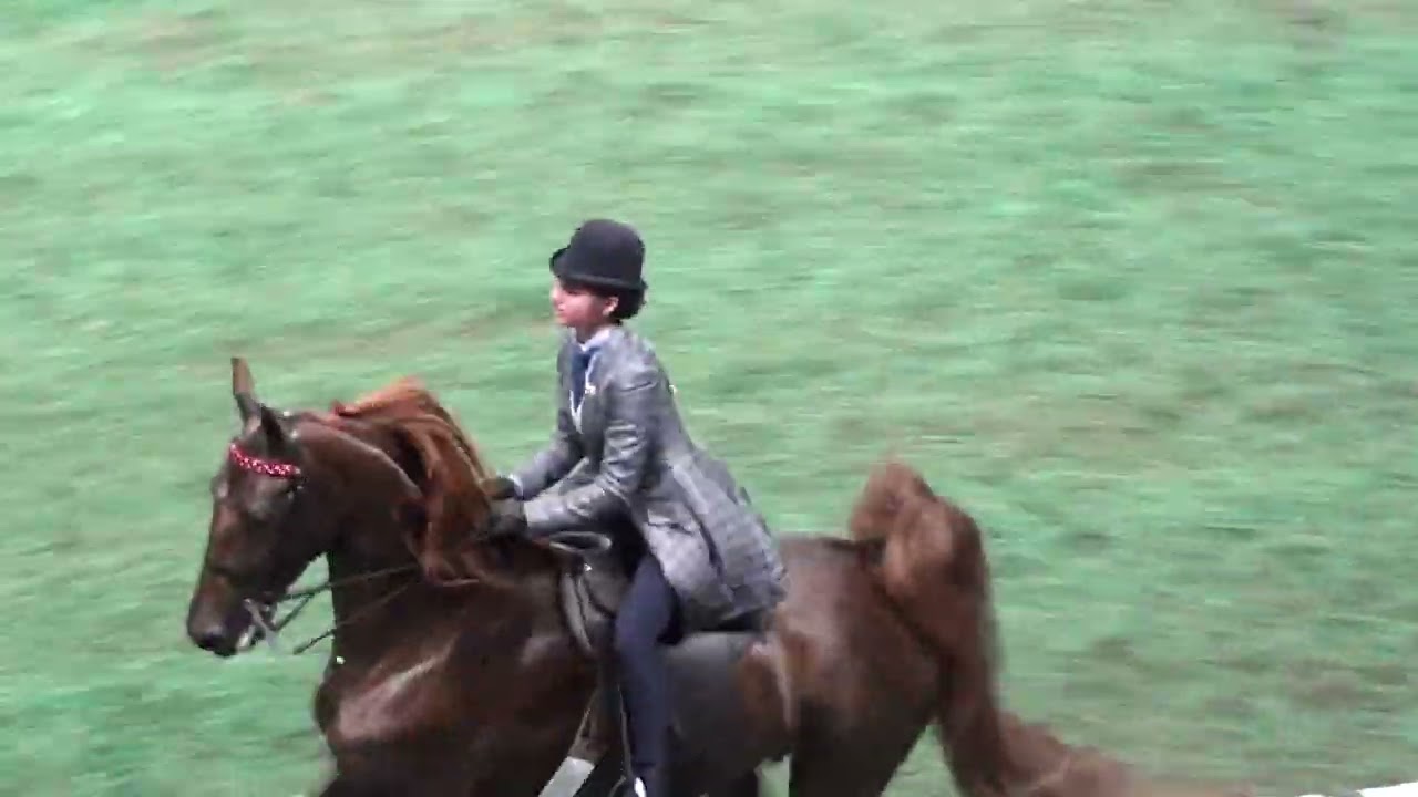 World's Championship Horse Show - 2023