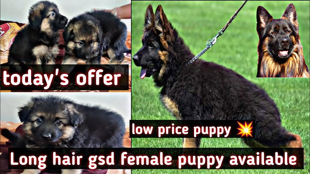 Nagpur low price German Shepherd puppy available 💥gsd breeders in Nagpur 🔥 @ashishpetsworld