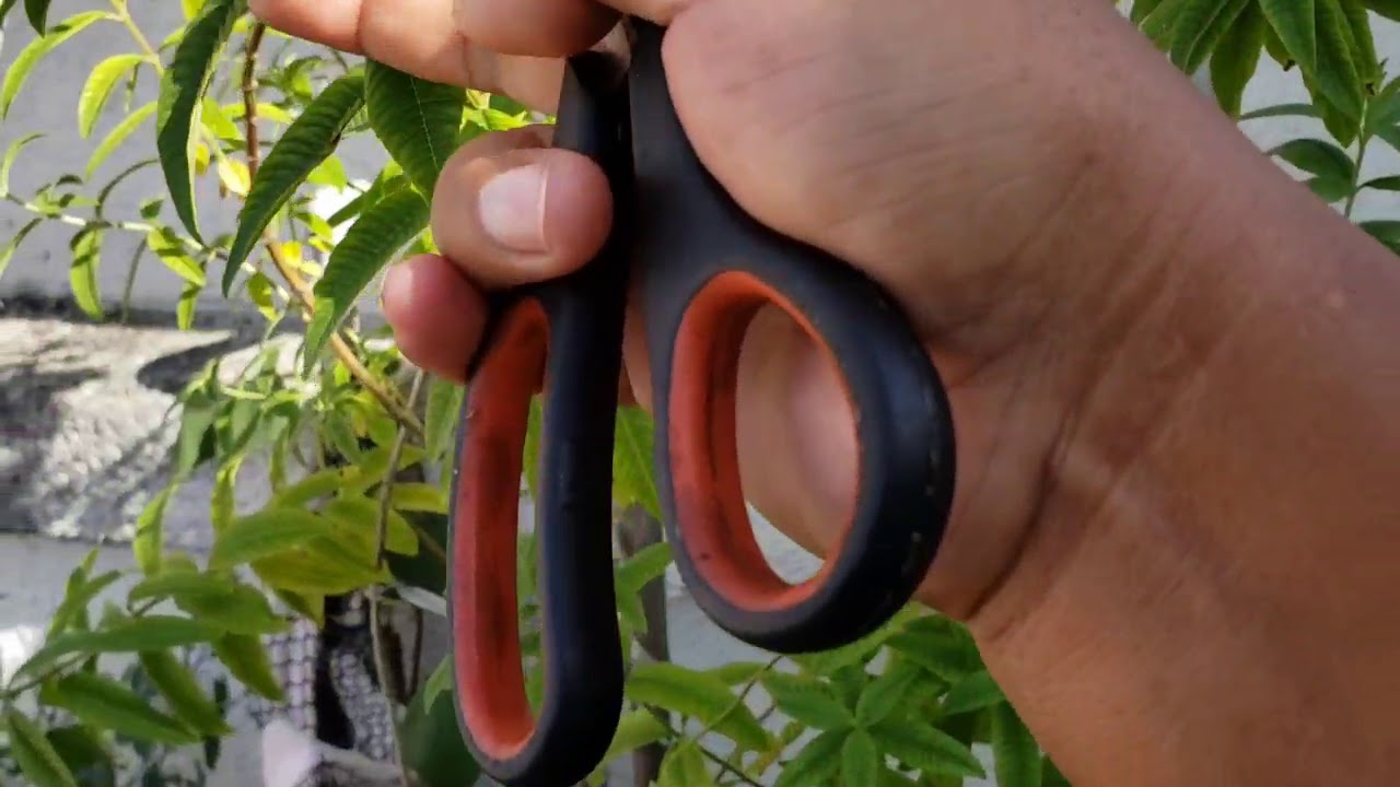 Planta de Cedron   